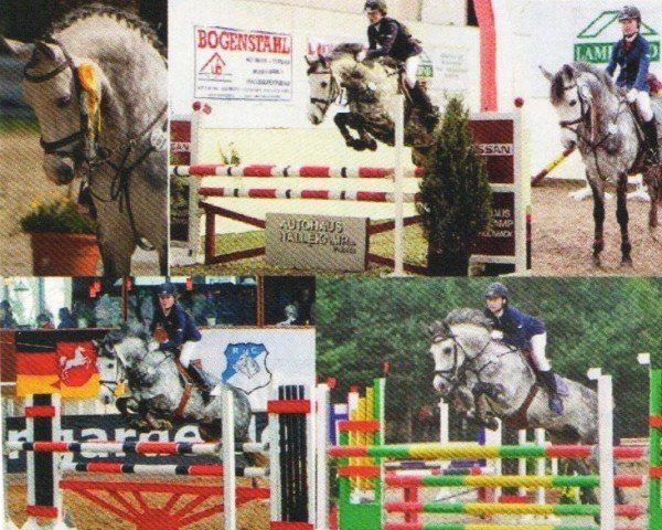 jumper Welcome Silverstar (German Riding Pony, 2002, from Welcome Shamrock)