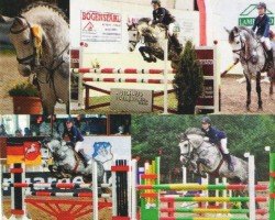 Springpferd Welcome Silverstar (Deutsches Reitpony, 2002, von Welcome Shamrock)