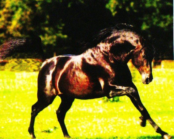 stallion Entendido XXVIII (Pura Raza Espanola (PRE), 1996, from Indiano XIV 1982) stallion Entendido XXVIII (Pura Raza Espanola (PRE), 1996, from Indiano XIV 1982)