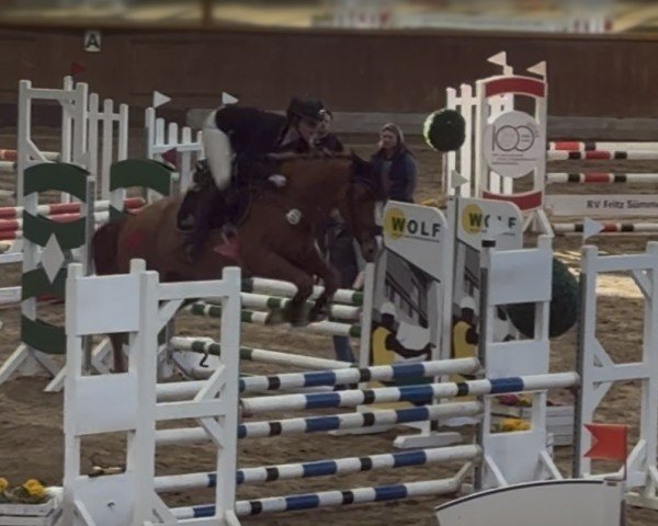 Springpferd Der Direktor H (Westfale, 2021, von Diamant de Plaisir 178 FIN)