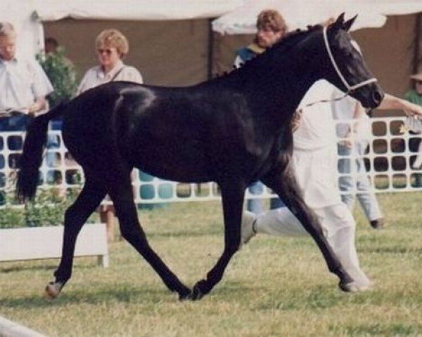 Zuchtstute Bonita (Welsh Partbred, 1993, von Mac Benedict)