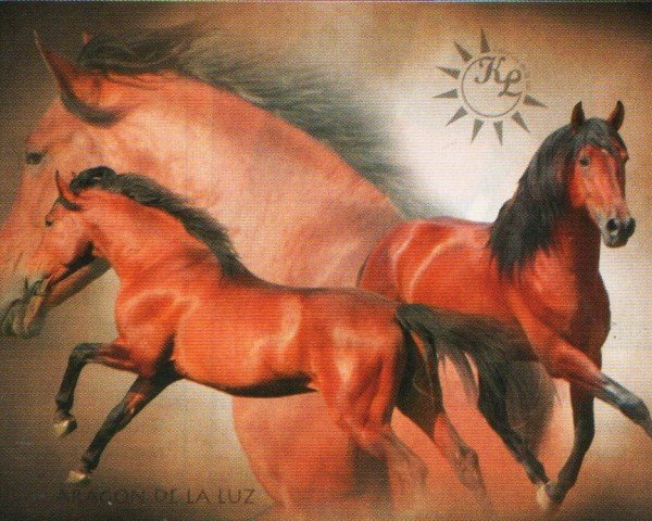 dressage horse Aragon De La Luz (Pura Raza Espanola (PRE), 2005, from Milenio V)