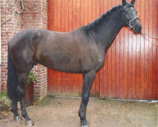 dressage horse Sandro 324 (KWPN (Royal Dutch Sporthorse), 1999, from Elcaro)