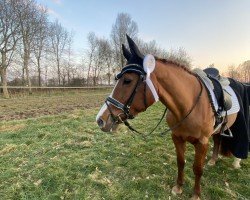 dressage horse Beatrix 31 (KWPN (Royal Dutch Sporthorse), 2006, from Epilot)