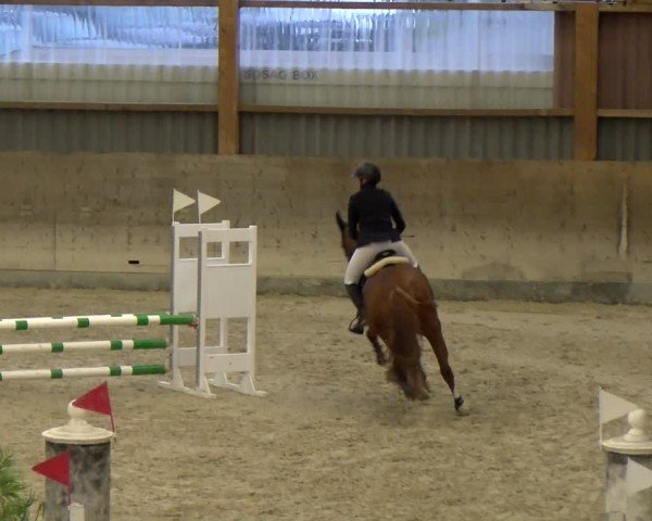 Reitturnier Schaffhausen 2025