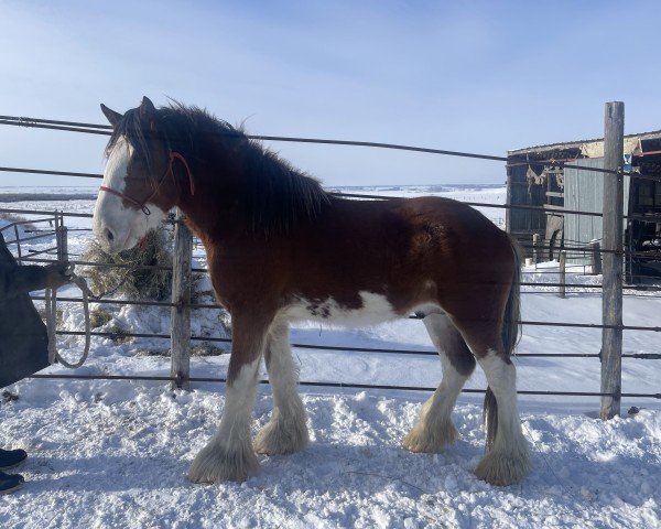horse River Run Shoresy (Clydesdale, 2022, from Anderson's Ozzy ET)