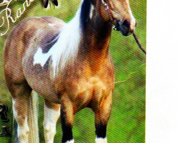 stallion Wrangler Texas Olena (Paint Horse,  , from Texas Rascal)