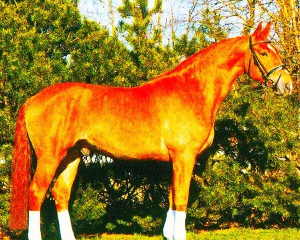 horse Amicelli 41 (Hanoverian, 1999, from Akatschi)