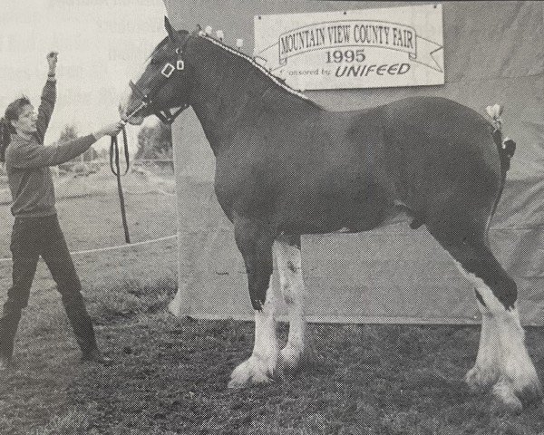 horse Westerdale Eclipse (Clydesdale, 1993, from Belleau Annett's Adam)