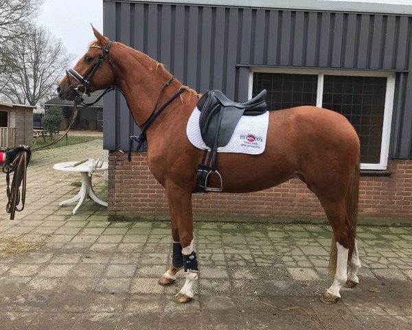 horse Quintessence (Westphalian, 2014, from Quasar de Charry)