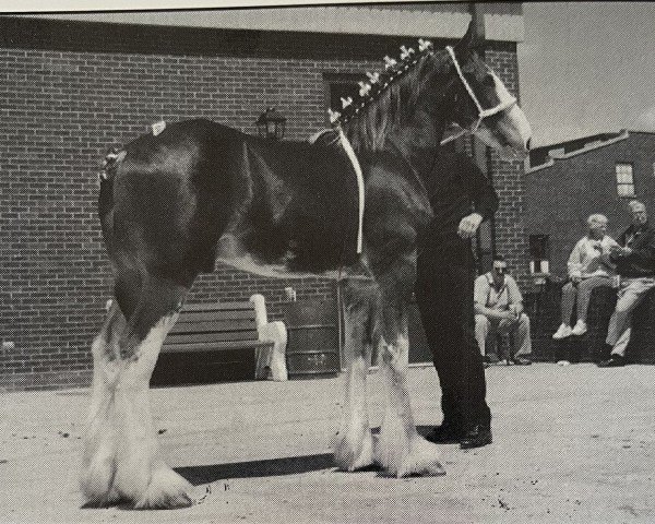 Pferd Live Oak Nite Shade (Clydesdale, 1994, von Ayton Perfection)