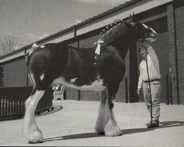 broodmare Double E Miss Bacardi (Clydesdale, 1988, from Northumberland Concorde)