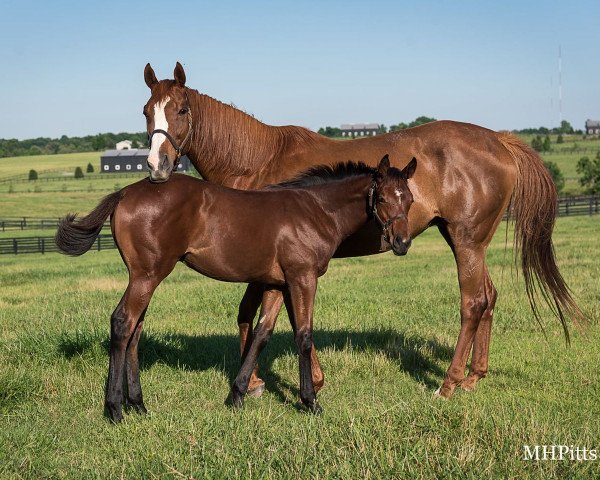 horse Hengst von Uncle Mo xx (Thoroughbred, 2021, from Uncle Mo xx)