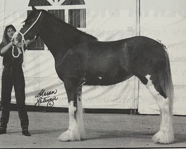broodmare Westerdale Millie (Clydesdale, 1993, from Belleau Annett's Adam)