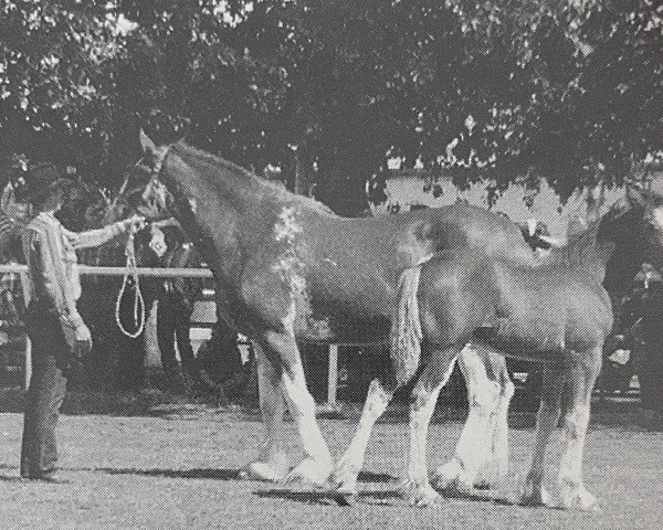 broodmare Breezy Hill Jennie (Clydesdale, 1990, from Torrs Jubilant)