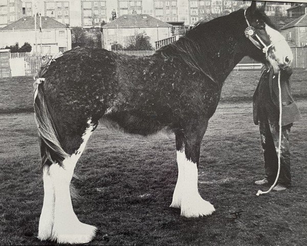 Zuchtstute Tulloes April Flower (Clydesdale, 1989, von Torrs Trueform)