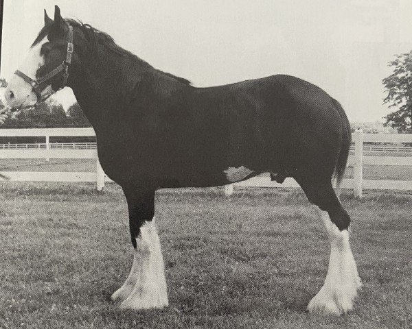 Deckhengst Ayton Black Prince (Clydesdale, 1993, von Ayton Royal Ideal)
