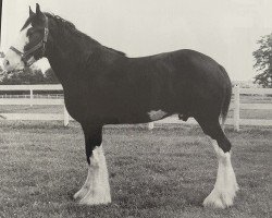 stallion Ayton Black Prince (Clydesdale, 1993, from Ayton Royal Ideal)