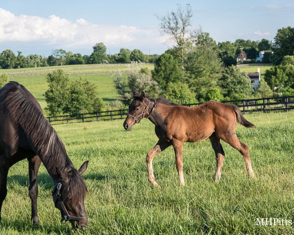 broodmare Dance for Daddy xx (Thoroughbred, 2016, from Scat Daddy xx)