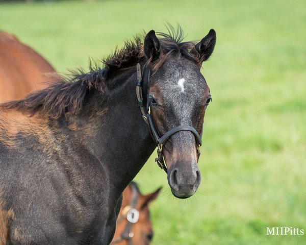 horse Hengst von Arrogate xx (Thoroughbred, 2021, from Arrogate xx)
