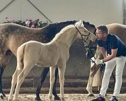 horse Gold Galant (German Riding Pony, 2024, from Golden Grey NRW)