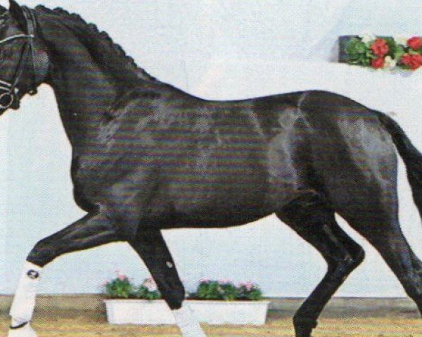 stallion Hengst von Taurus / Floriscount (Hanoverian, 2021, from Taurus)