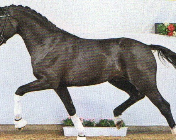 stallion Back To Black (German Sport Horse, 2021, from Bohemian)
