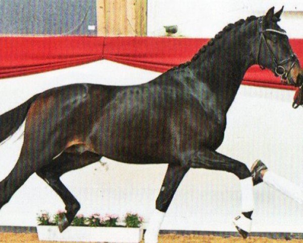 stallion Sanė (German Sport Horse, 2021, from So Perfect)