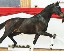 Deckhengst Sanė (Deutsches Sportpferd, 2021, von So Perfect)