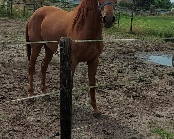 Pferd Tanellie C (Belgisches Warmblut, 2019, von Falaise de Muze)