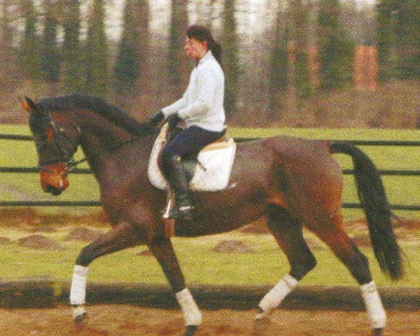 horse Ratina-R (Sachse, 1994, from Fierant xx)