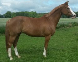 broodmare Calissa 4 (Oldenburg, 2007, from Lissabon 29)