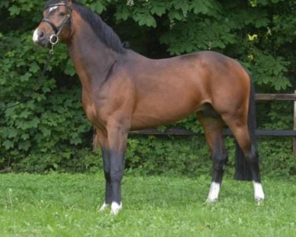 Springpferd Coeur D‘or 8 (Westfale, 2015, von Comme il Faut)