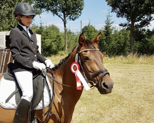 dressage horse Valaika (Pony without race description, 2005, from Benny HB 2)