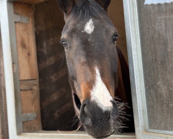 Pferd St. Tropez L (Hannoveraner, 2020, von Sandro Hit)