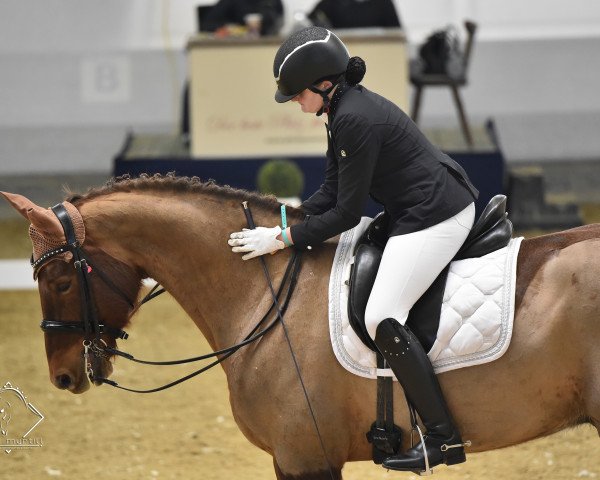 dressage horse Fauntleroy (Bavarian, 2012, from Fiorano)