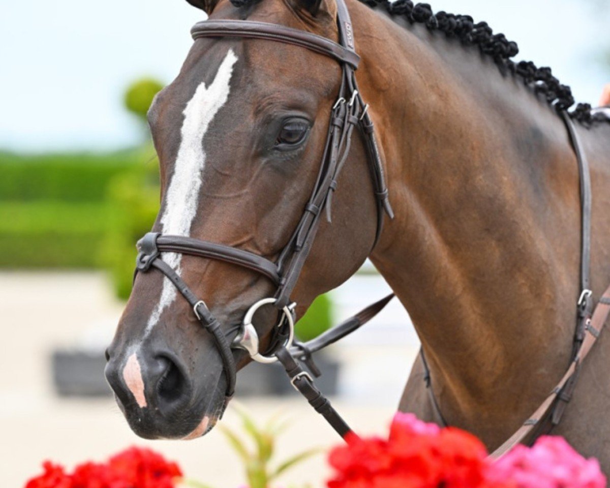 Springpferd Ole Guapa (KWPN (Niederländisches Warmblut), 2019, von Quabri de l'Isle)