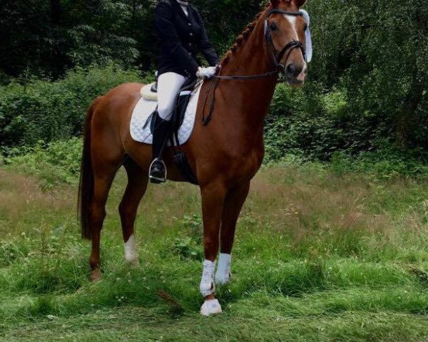 Dressurpferd Lazar 36 (Westfale, 2007, von Laudabilis)
