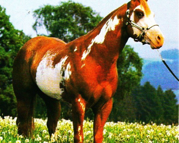 stallion Clarke Kent (Paint Horse, 1982, from Mr. Robin Boy)
