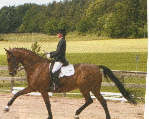 dressage horse Crosby 21 (Hessian Warmblood, 1993, from Calderon)