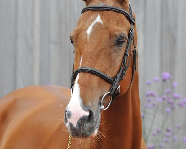 jumper For You van Overis Z (Zangersheide riding horse, 2015, from For Pleasure)