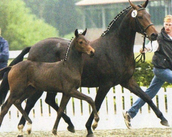 Zuchtstute Marli S (Oldenburger, 2002, von Limes)
