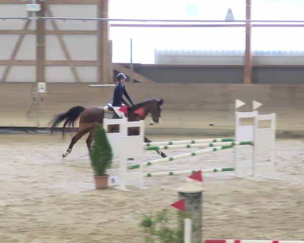 Reitturnier Schaffhausen 2025