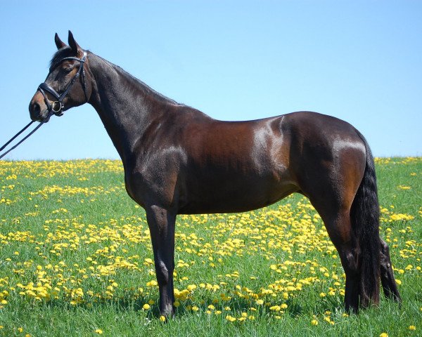 horse Darina DD (Oldenburg, 2016, from Dante Weltino Old)