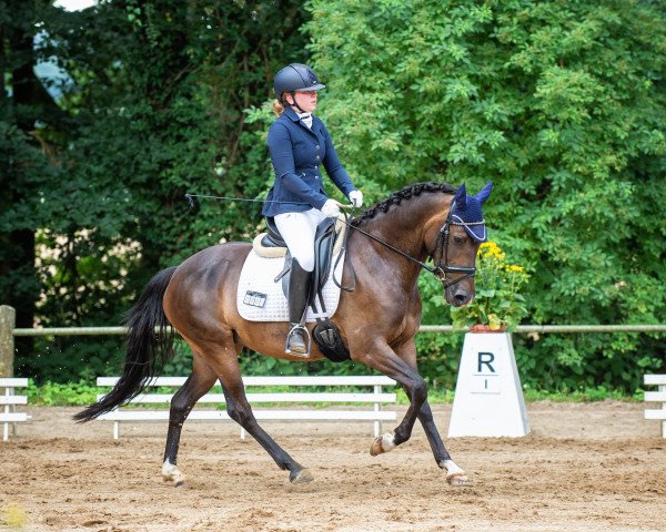 Dressurpferd Valentina 142 (Deutsches Reitpony, 2017, von Van Heinrich)