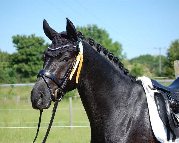 dressage horse Finest Look (Hanoverian, 2016, from Fürsten-Look)
