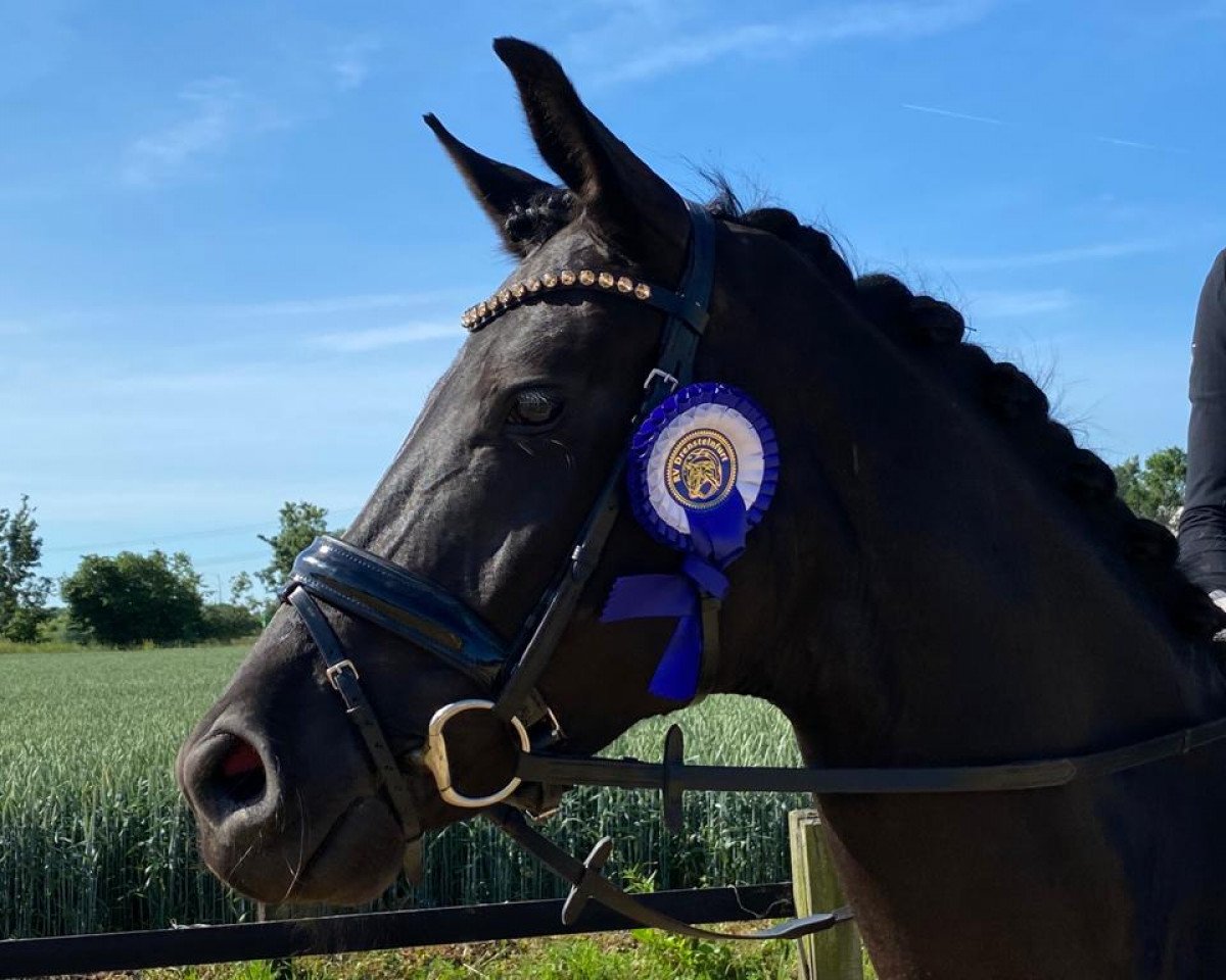 dressage horse Ma Belle R (Oldenburg, 2016, from Morricone)