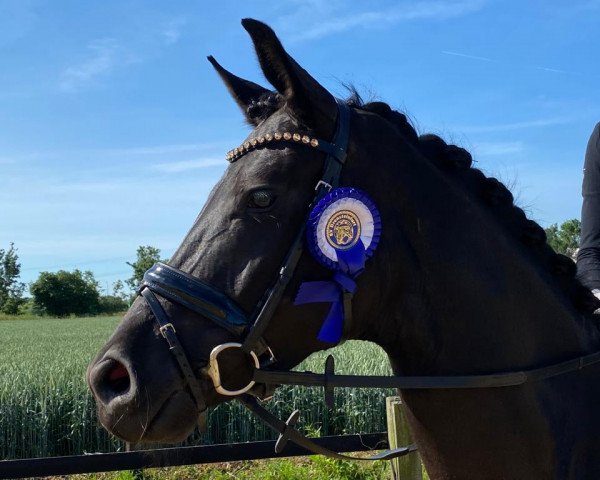 dressage horse Ma Belle R (Oldenburg, 2016, from Morricone)