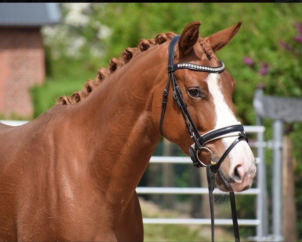 horse Titania 43 (Oldenburg, 2021, from Titolas)