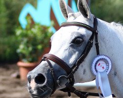 jumper Mayah Bell (Arabian purebred, 2008, from Vejnar)